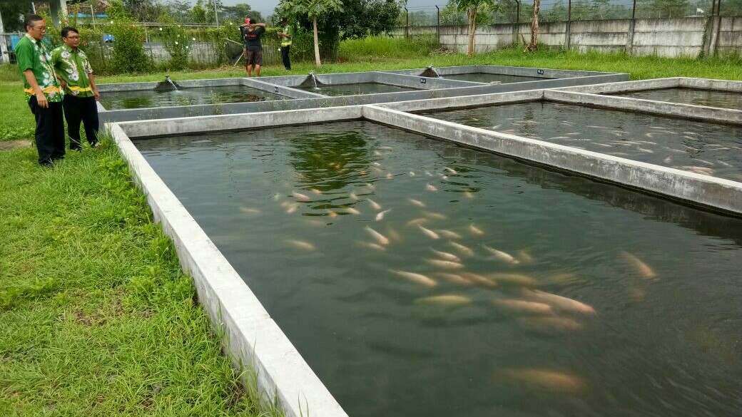 kolam ikan