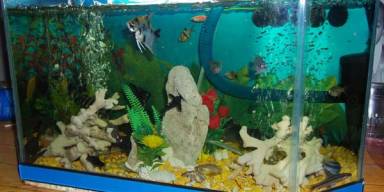 Membuat filter aquarium sendiri, di jamin air kinclong selamanya