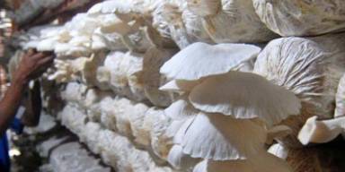 Yuk budidaya jamur tiram, pemula dijamin bisa dan cepat dapat cuan